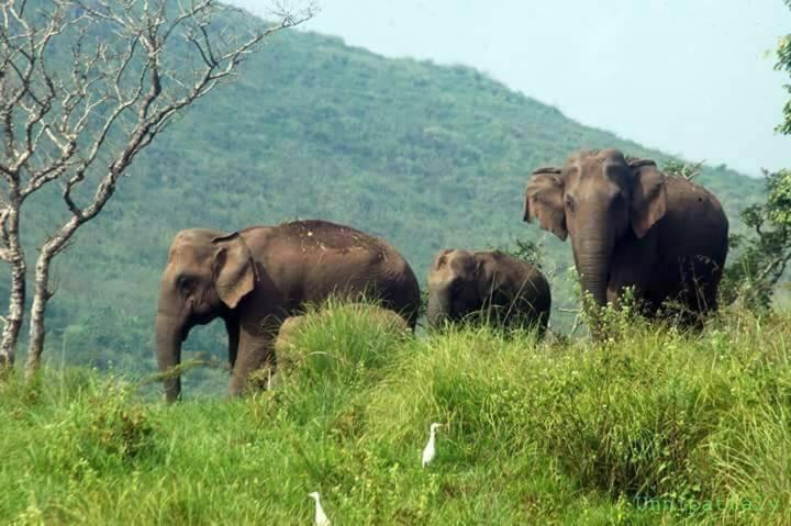 Green Leaf Home Stay Thekkady Buitenkant foto